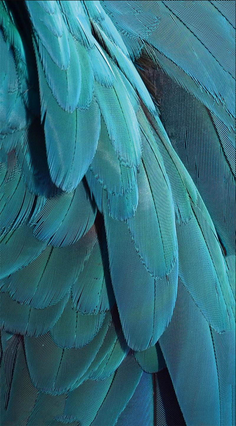 Green MNKY Blue Feather Dream (VPE 3)